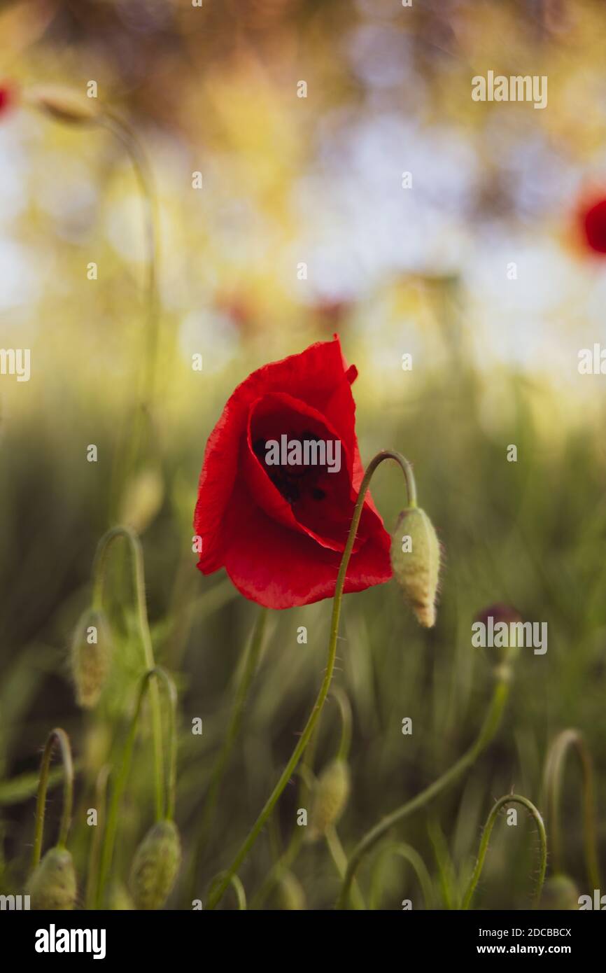Bel papavero rosso in un campo verde in estate Foto Stock