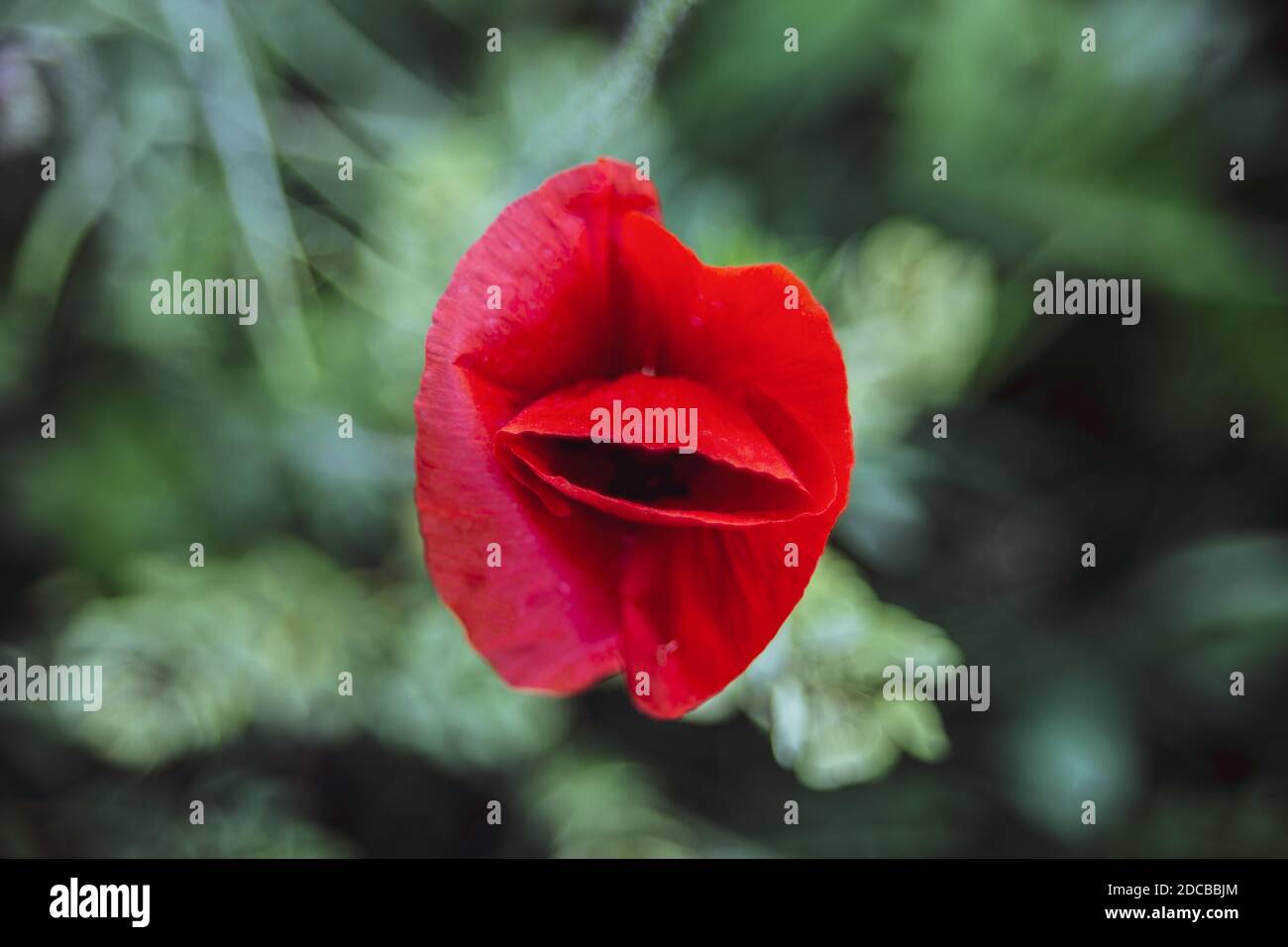 Bel papavero rosso in un campo verde in estate Foto Stock