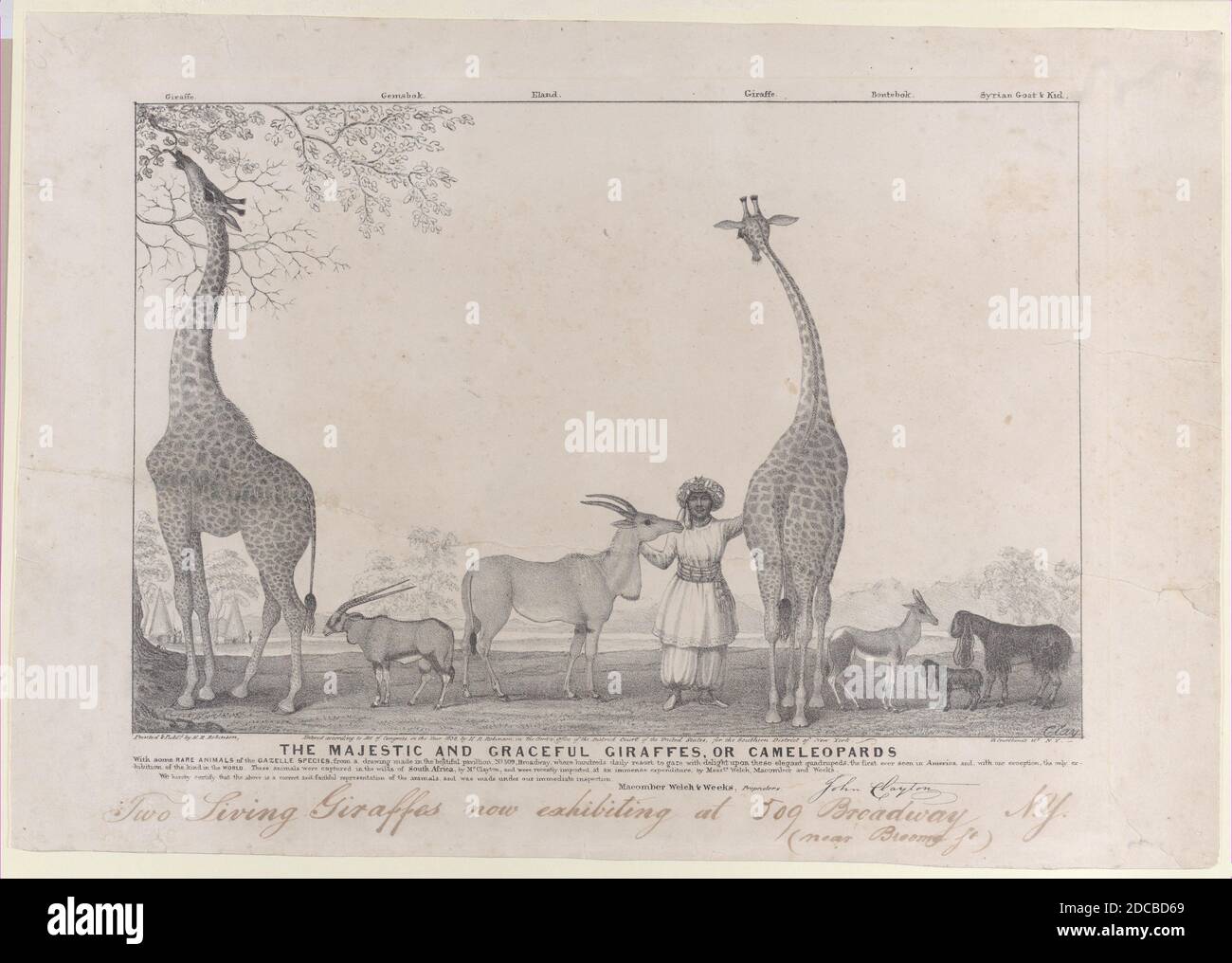 Le giraffe maestose e aggraziate, o Cameleopardi, con alcuni animali rari della specie Gazelle, 1838. Foto Stock