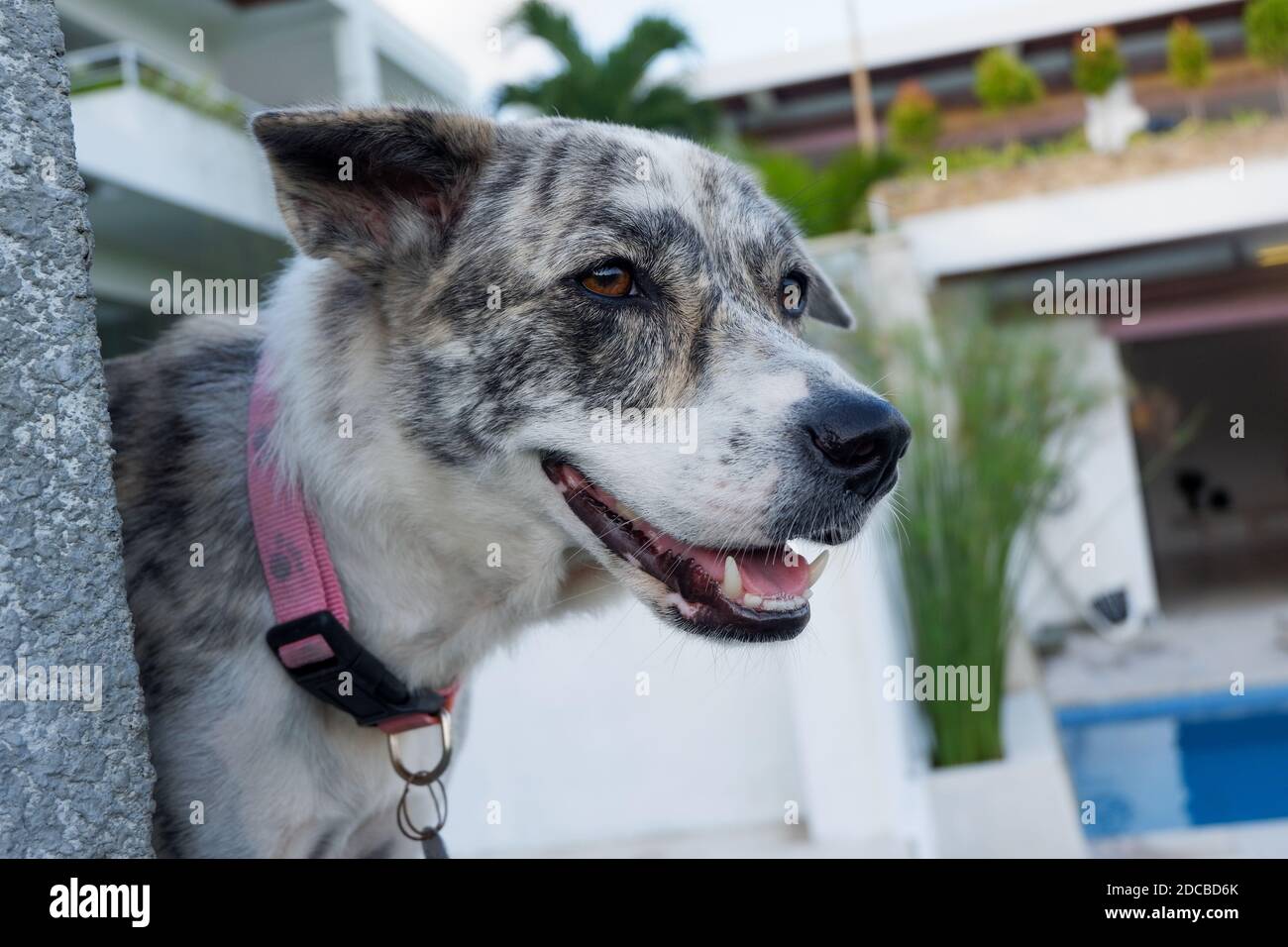 Un ritratto di un cane nel pomeriggio Foto Stock