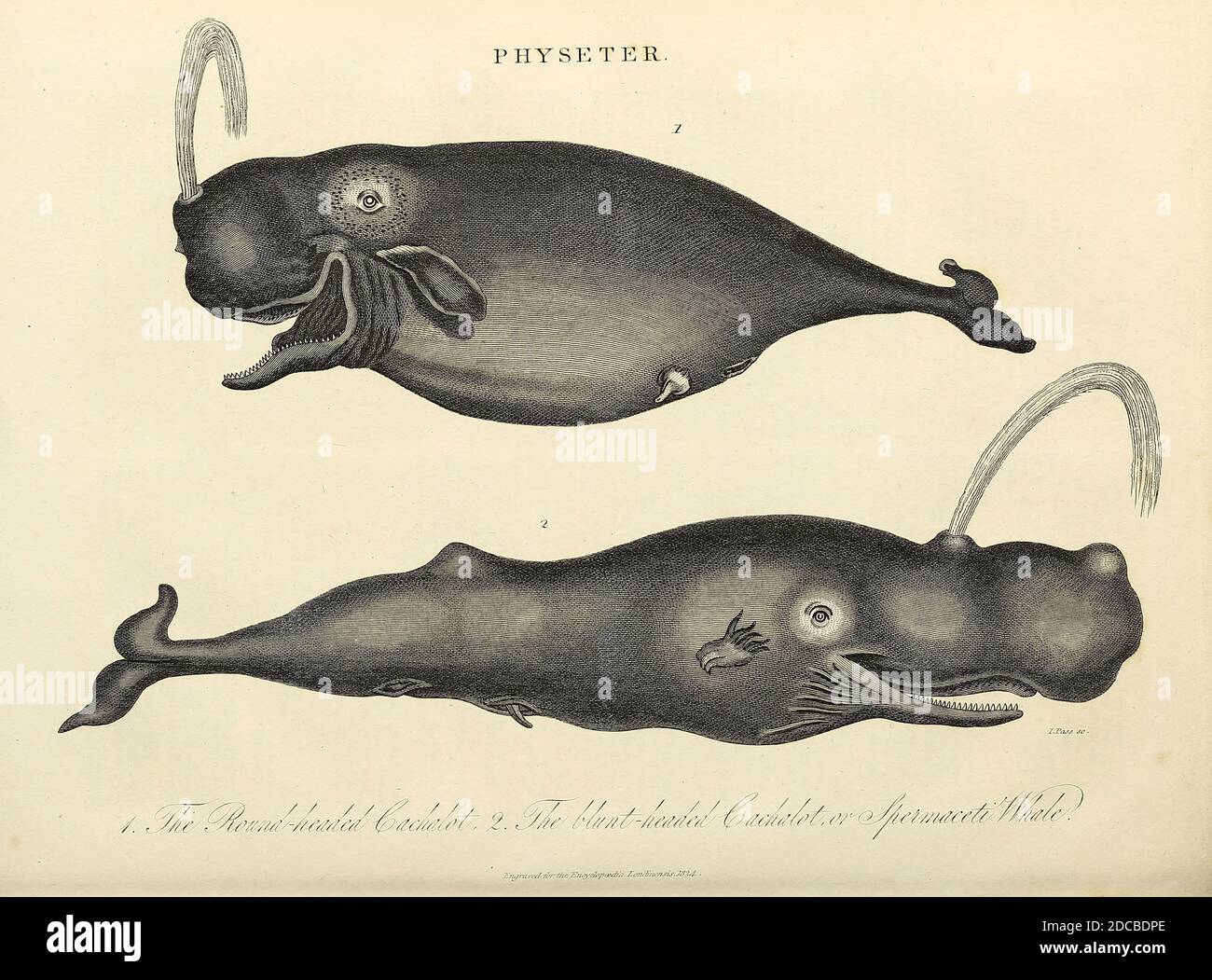 Physeter è un genere di balene dentate. C'è solo una specie vivente in questo genere: La balena dello sperma (Physeter macrocephalus). [Qui come Cachalot balene] attualmente sono note due specie fossili che sono collocate nello stesso genere. Incisione su copperplate dall'Enciclopedia Londinensis OR, dizionario universale di arti, scienze e letteratura; Volume XX; a cura di Wilkes, John. Pubblicato a Londra nel 1825 Foto Stock