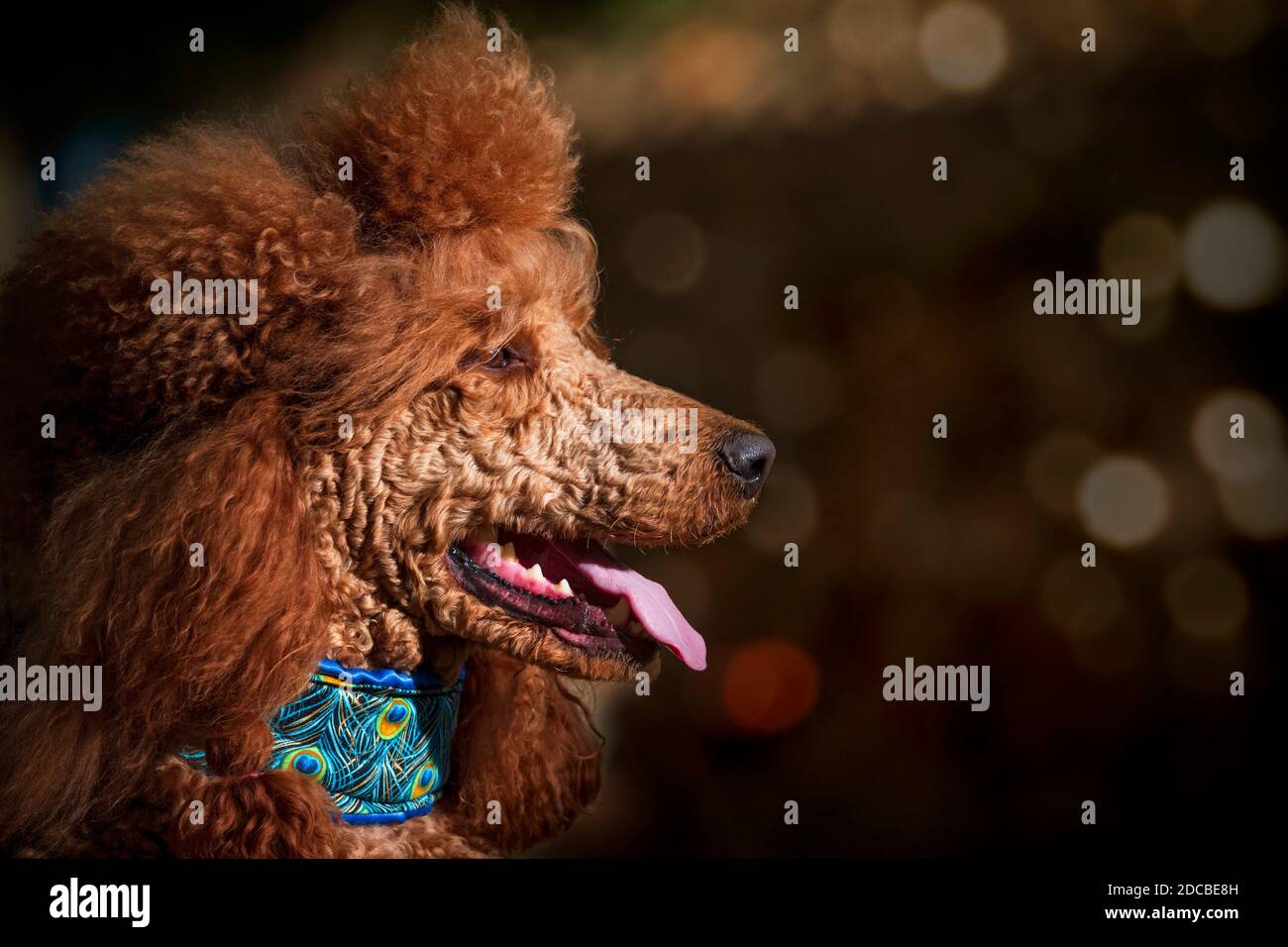 Portrest di un poodle Foto Stock