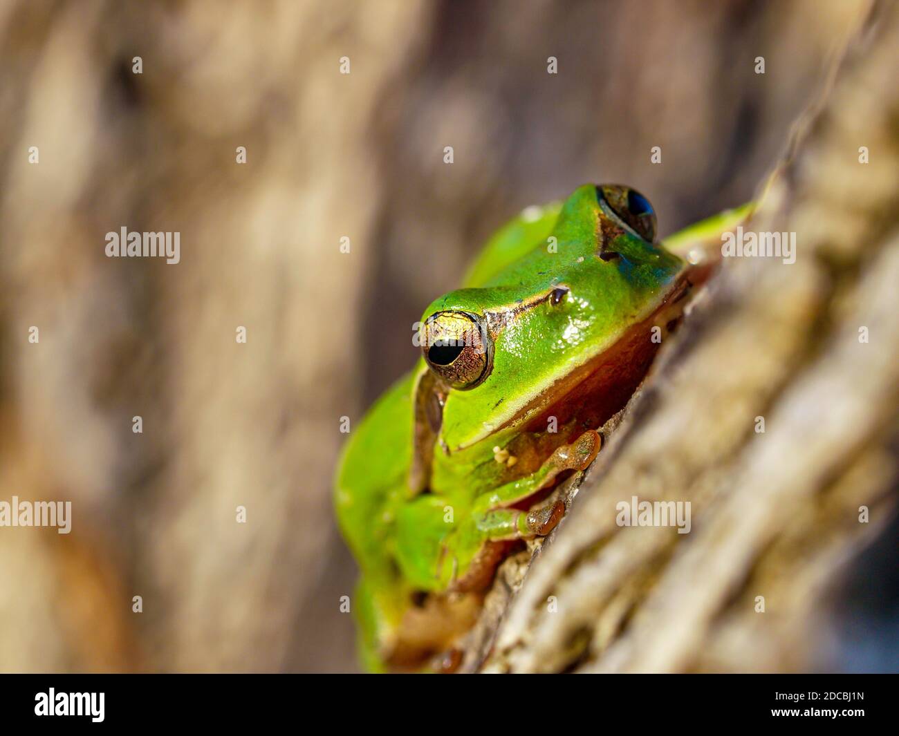 rana mediterranea, hyla meridionalis in spagna Foto Stock