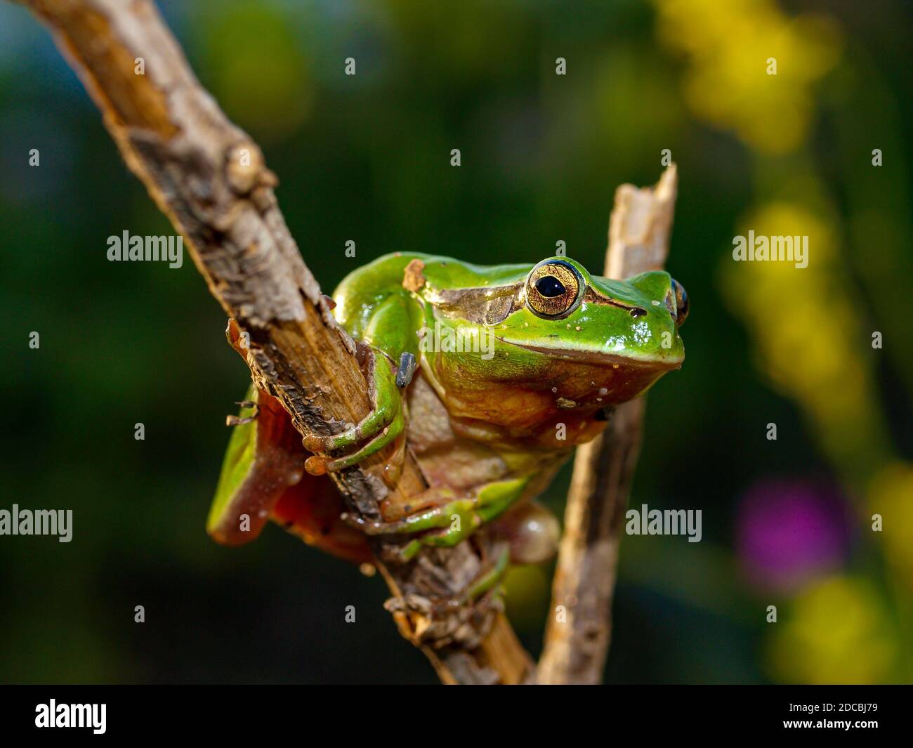 rana mediterranea, hyla meridionalis in spagna Foto Stock