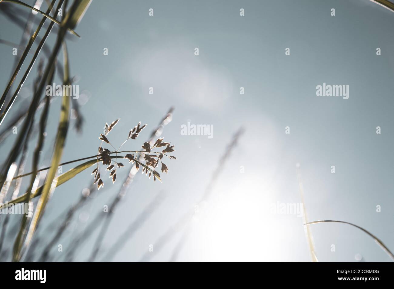 Sdraiato in erba in estate guardando il cielo Foto Stock