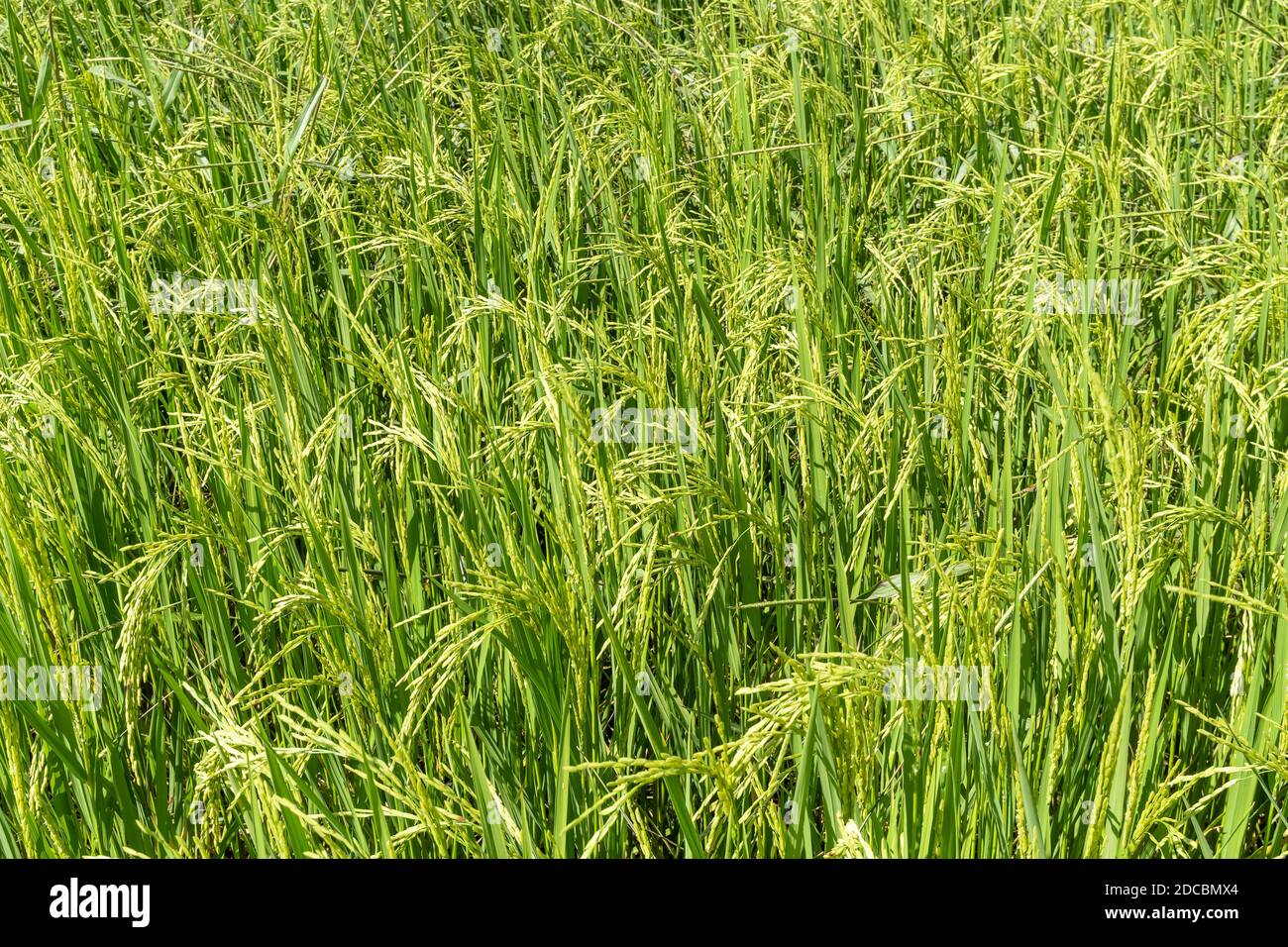 Semi di riso chiuso in risaia Foto Stock