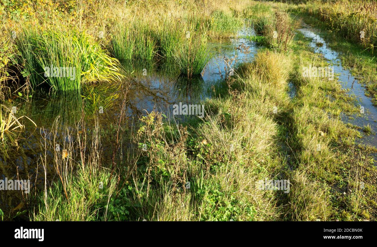 Immagine della traccia rurale filigrana Foto Stock