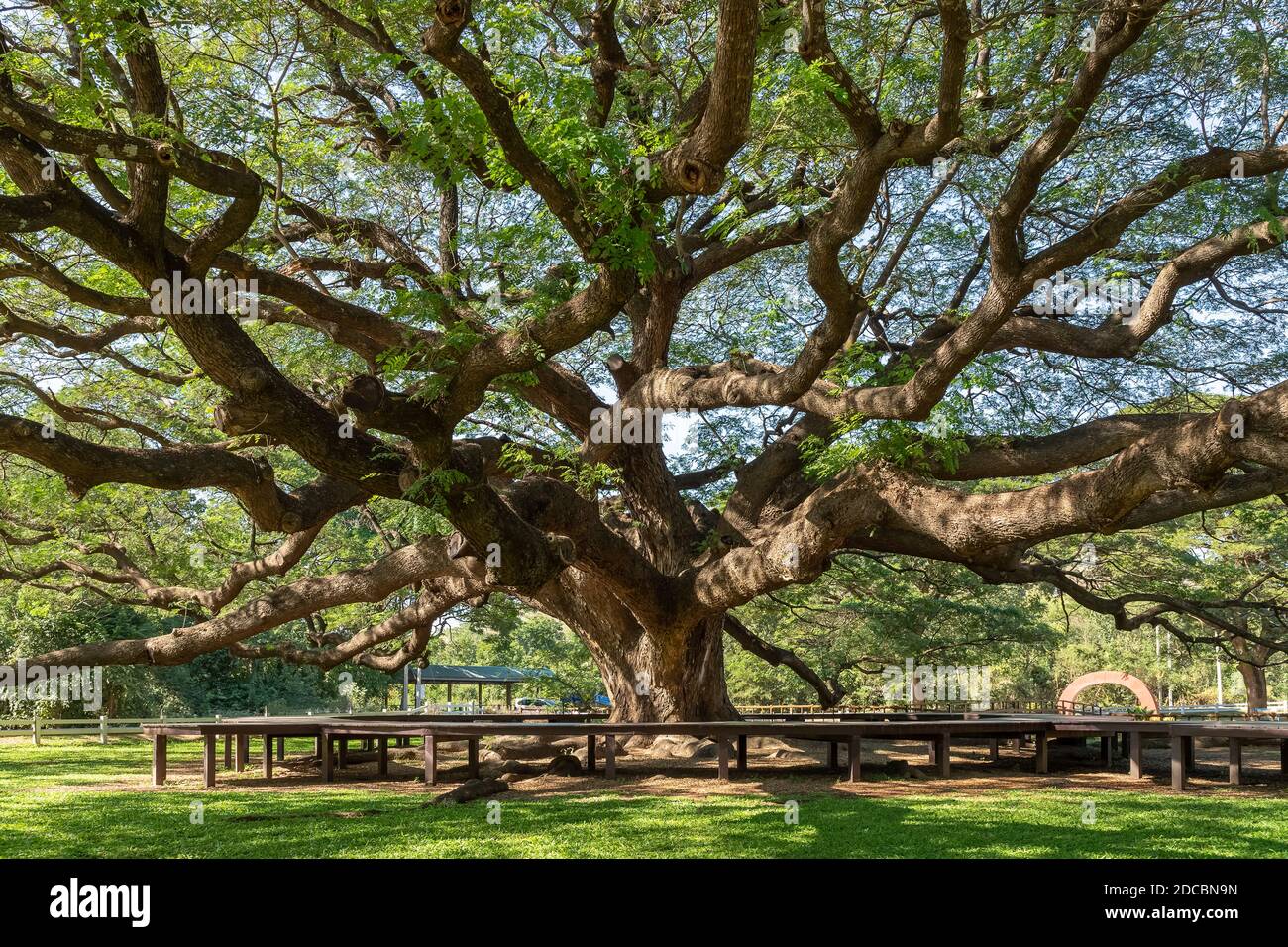 Enorme albero della pioggia (Samanea saman) o scimmia pod a Kanchanaburi, famosa meta di attrazione turistica Foto Stock
