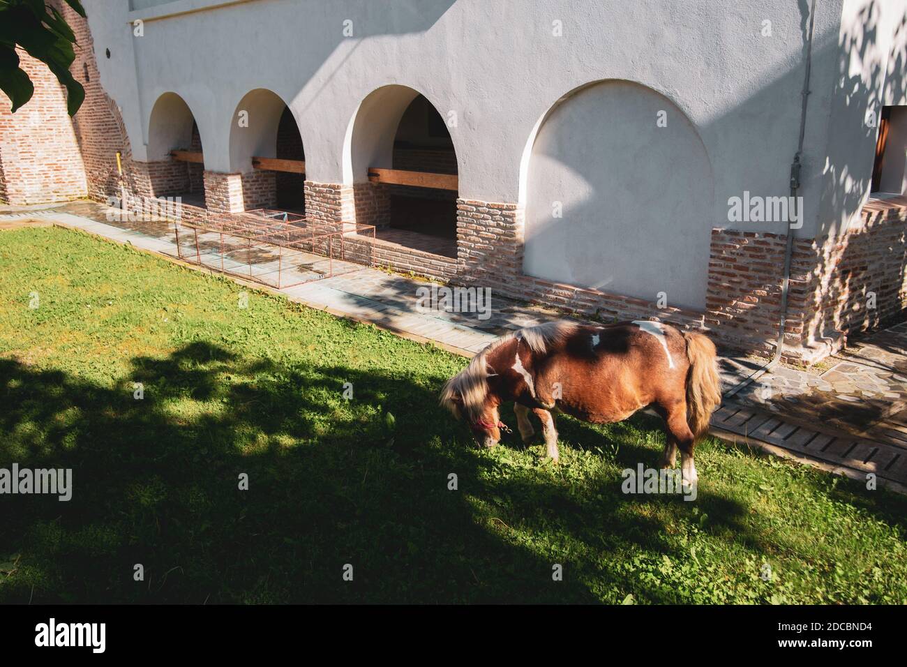 Pony marrone e bianco che mangia erba Foto Stock