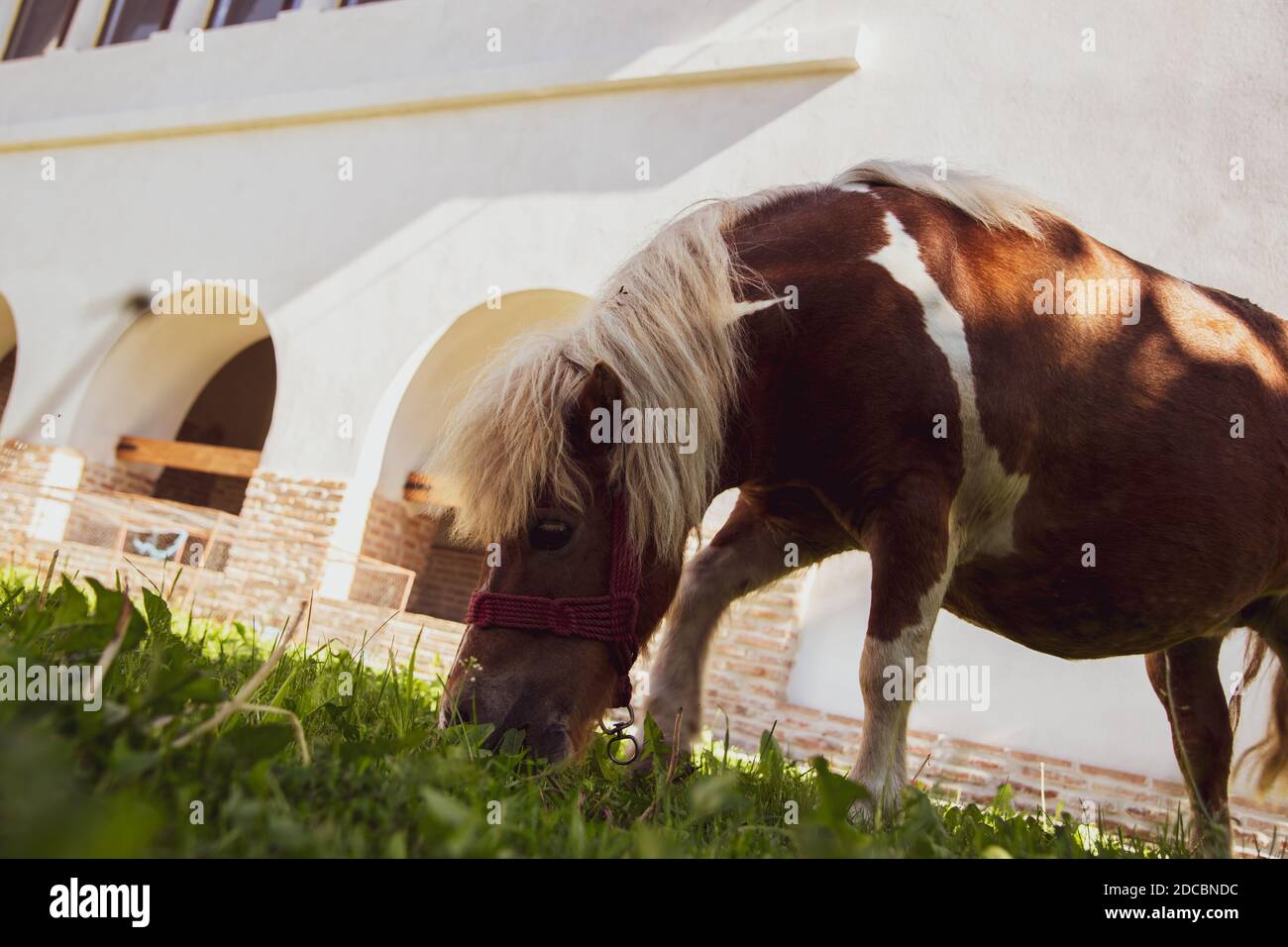 Pony marrone e bianco che mangia erba Foto Stock