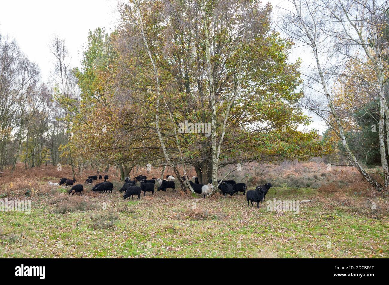 Gregge di pecore Ebridi che pascolano su una riserva naturale. Foto Stock