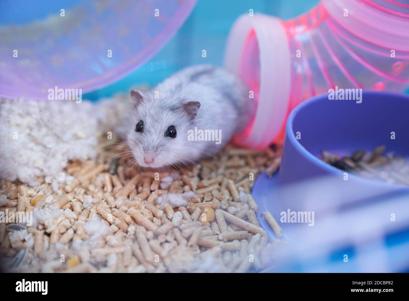 Un criceto Dzungariano bianco in una gabbia multicolore con tubi, una ruota, una ciotola di cibo, riempitivo e cotone si siede nel tubo e sembra curioso Foto Stock