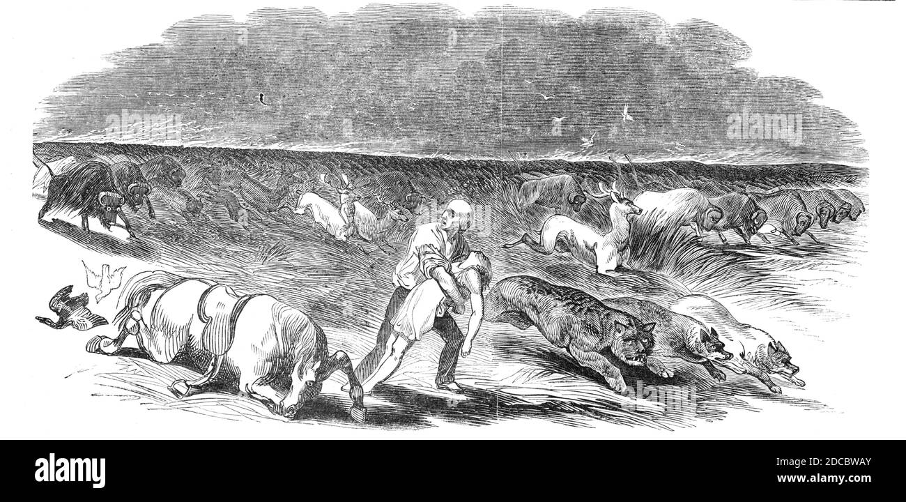 Prateria americana sul fuoco, 1844. Persone e animali corrono nel panico dalle fiamme. Da "Illustrated London News", 1844, Vol I. Foto Stock