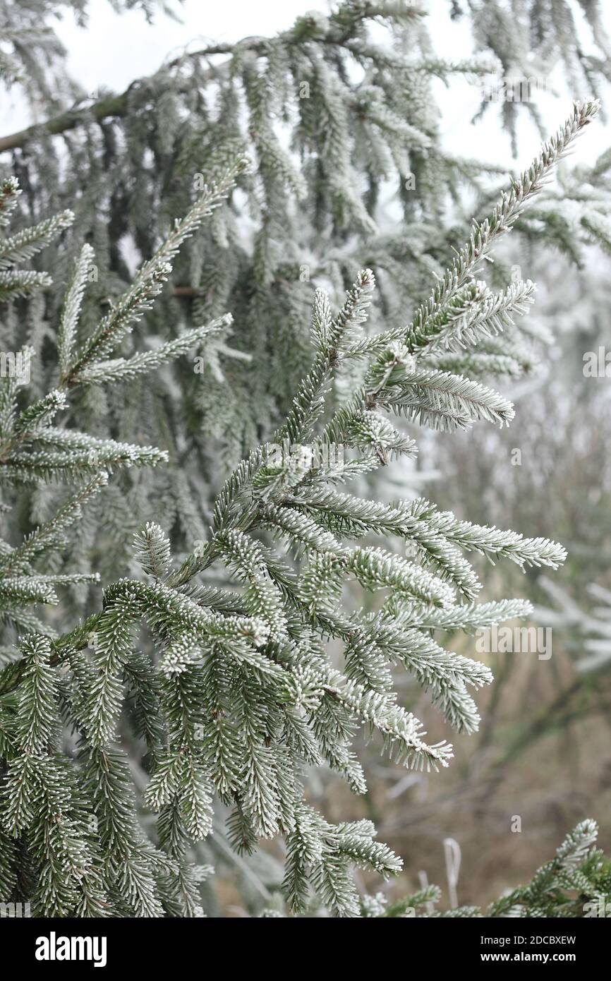 Abete ramo arsmerigliato con rime su sfondo bosco, closeup, copia spazio, vacanze invernali: natale e concetto di nuovo anno Foto Stock