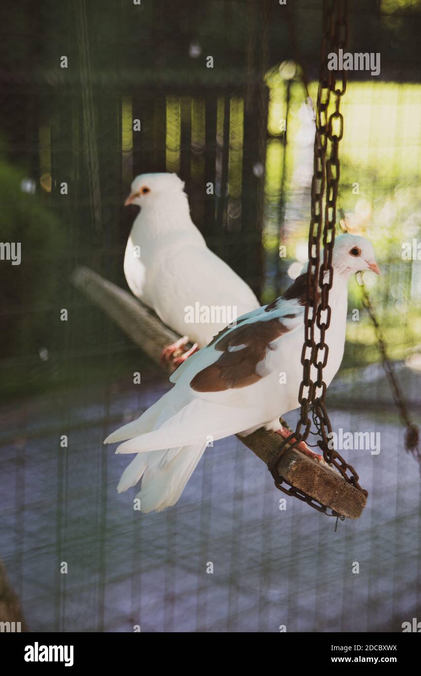 Primo piano di un bellissimo piccione bianco Foto Stock