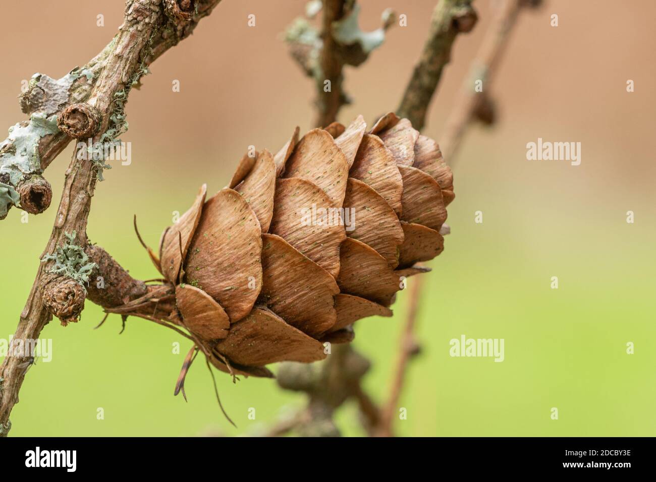 Larix x x marschlissimi (Dunkeld Larice), primo piano di un cono sull'albero di conifere deciso durante l'autunno o novembre Foto Stock