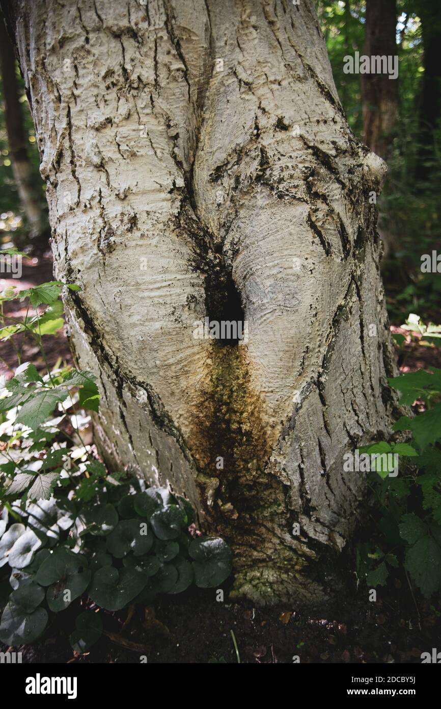 Chiusura del tronco di albero Foto Stock