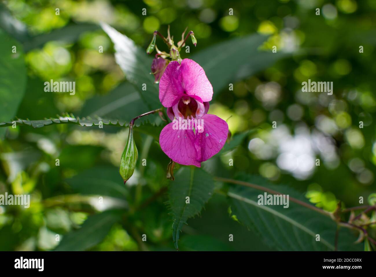 Bel balsamo himalayano, Glandulifera Impatiens fiore primo piano foto. Poliziotto casco pianta, Bobby Tops, invasive specie di piante asiatiche. Foto Stock