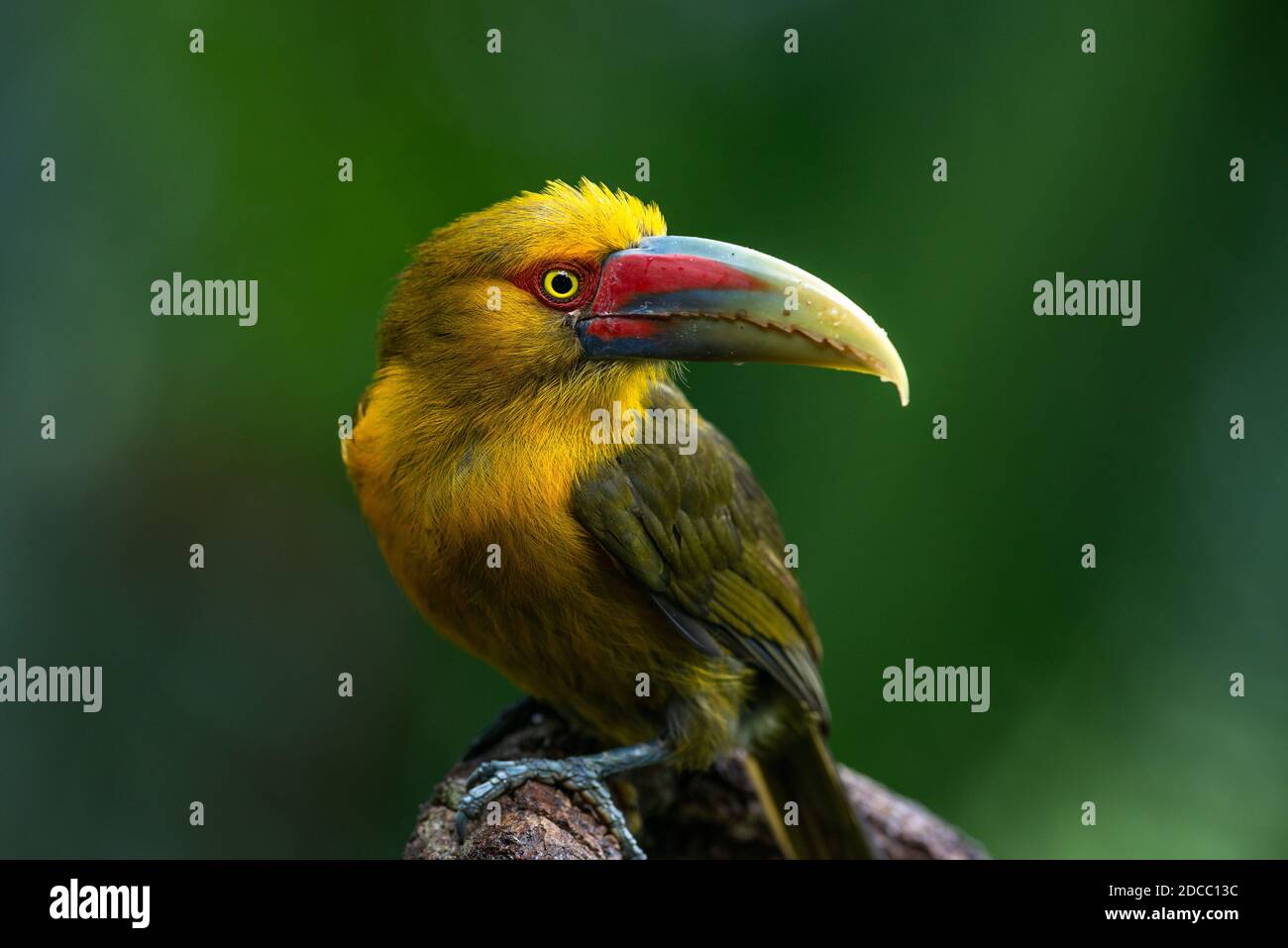 Zafferano Toucanet (Pteroglossus bailloni) dalla foresta pluviale atlantica Foto Stock