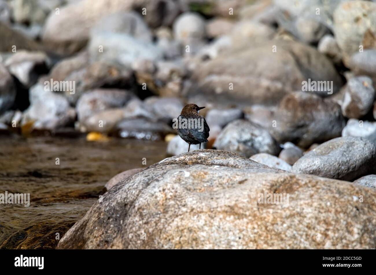 Primo piano di cucchiaia o inclusivi di Cincluss a gola bianca Foto Stock