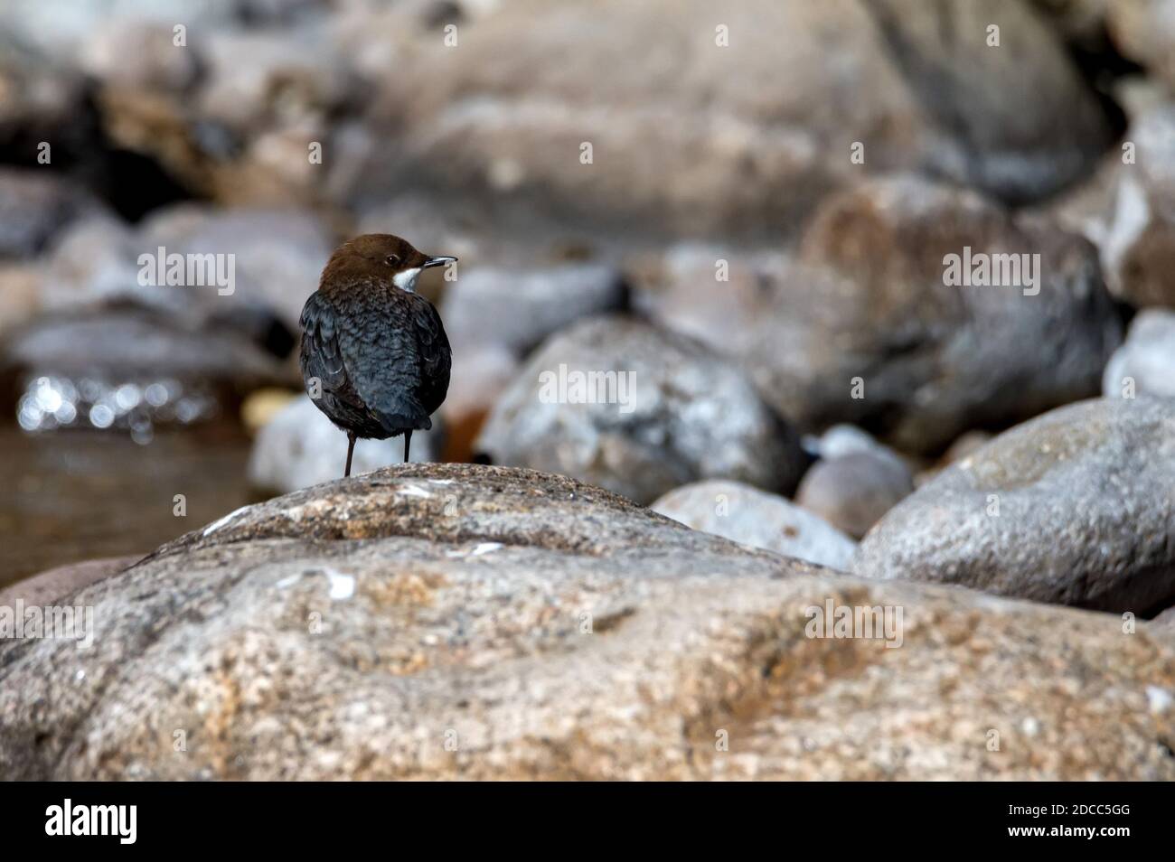 Primo piano di cucchiaia o inclusivi di Cincluss a gola bianca Foto Stock