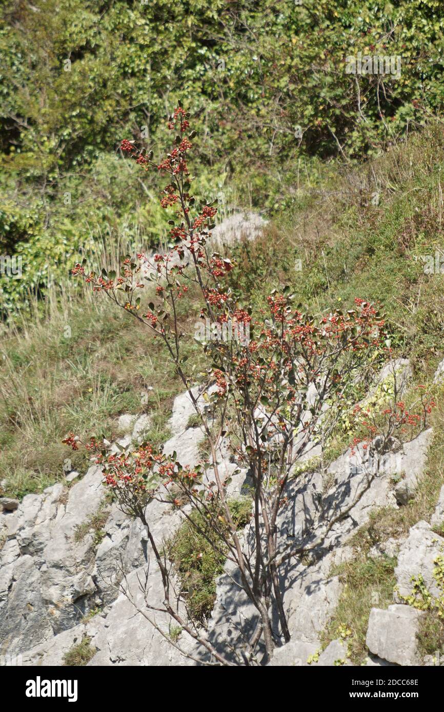 Sorbus rupicola in situ Foto Stock