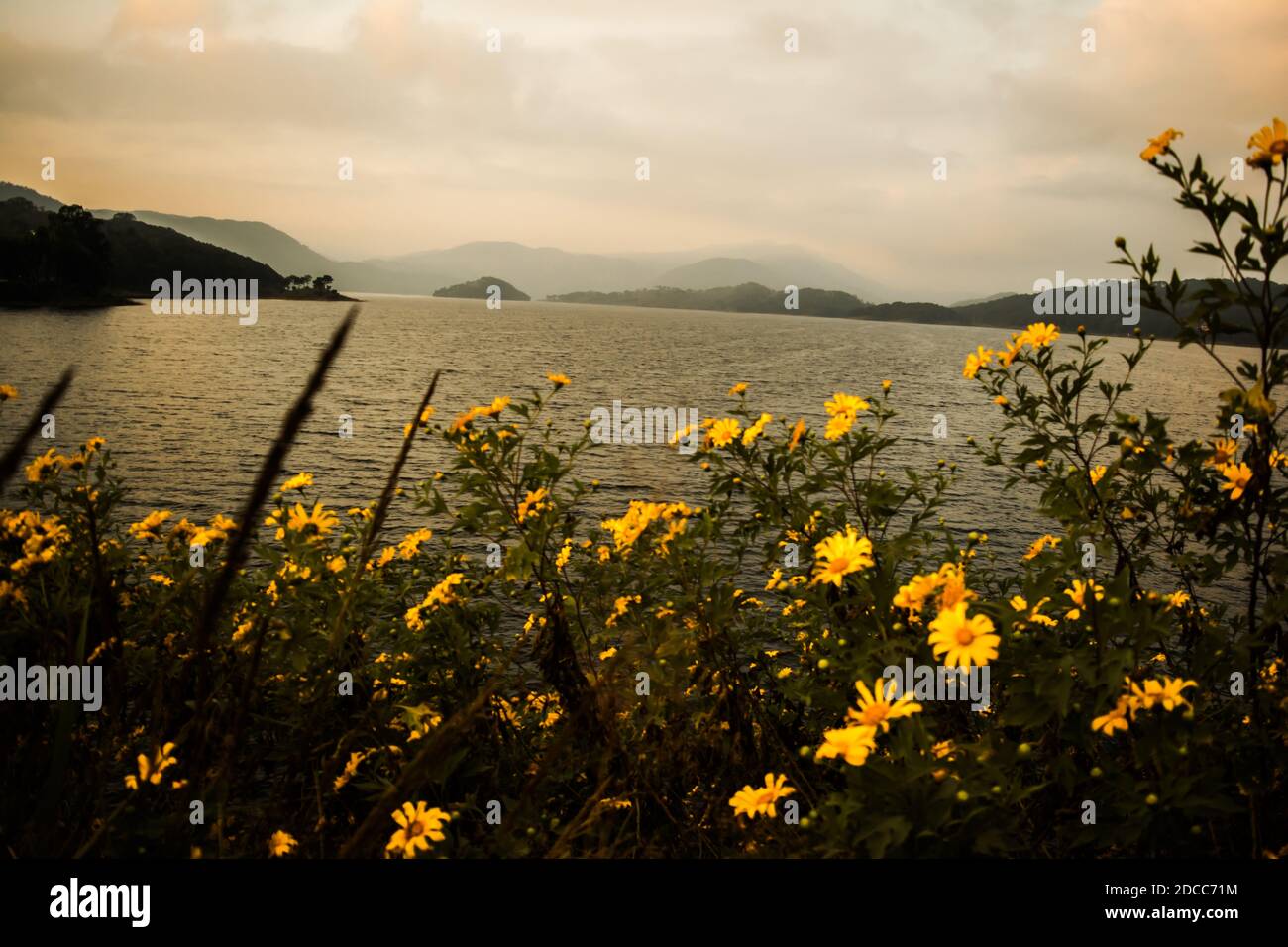 Lago Umiam situato a Shillong. Girasoli al lago di umiam shillong meghalaya india. Foto Stock