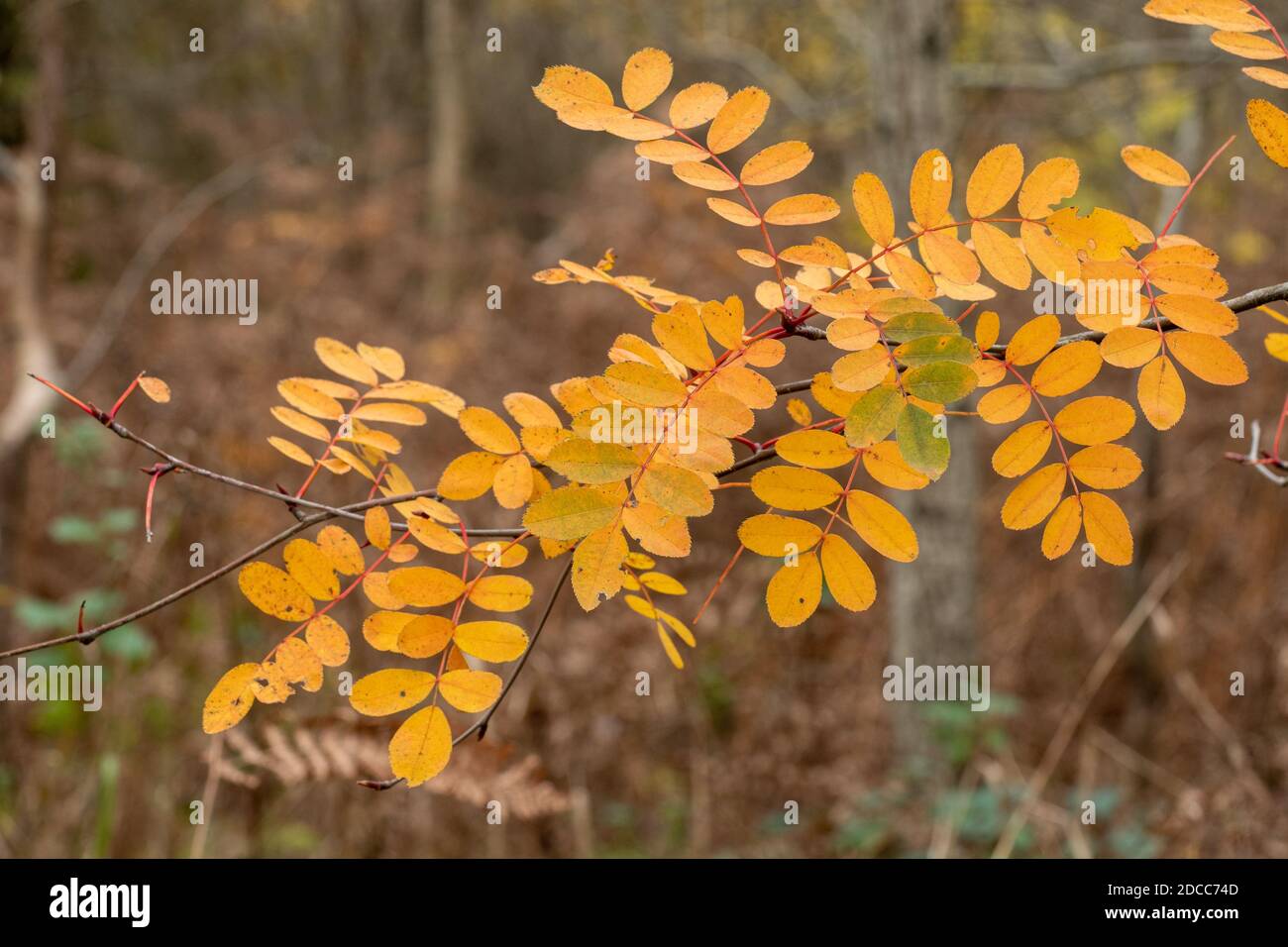 Sorbus carmesina, cenere di montagna con foglie gialle in autunno o novembre, Regno Unito Foto Stock
