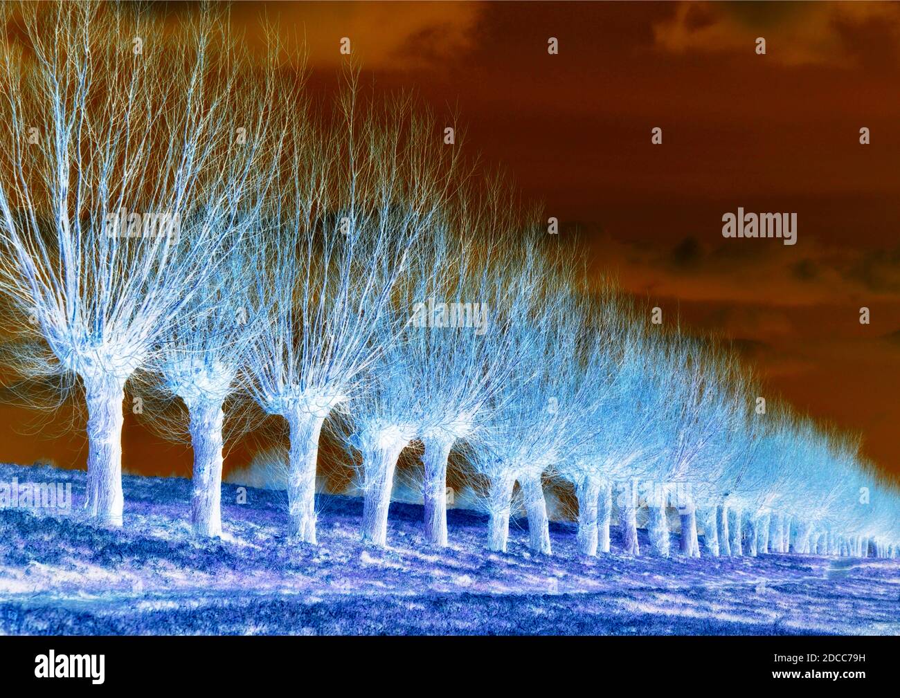 Fila di alberi pollardati in vibrante elettrocolore Foto Stock