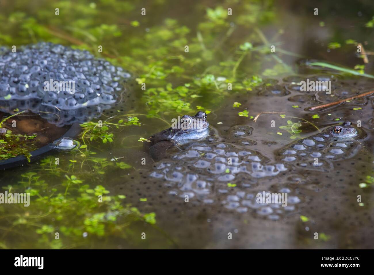 Due rane comuni Rana temporaria con la testa sopra l'acqua in un giardino stagno circondato da grappoli di rana spargevano a Spring, Yorkshire Regno Unito Foto Stock
