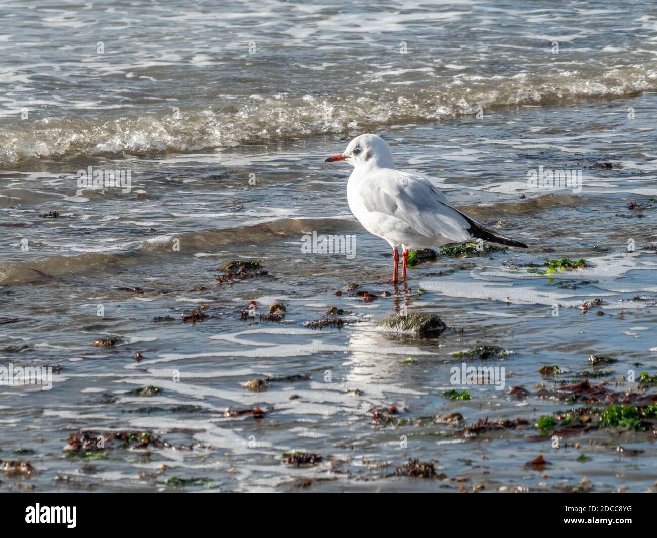 gabbiano a testa nera e reliction in riva al mare in inverno Foto Stock