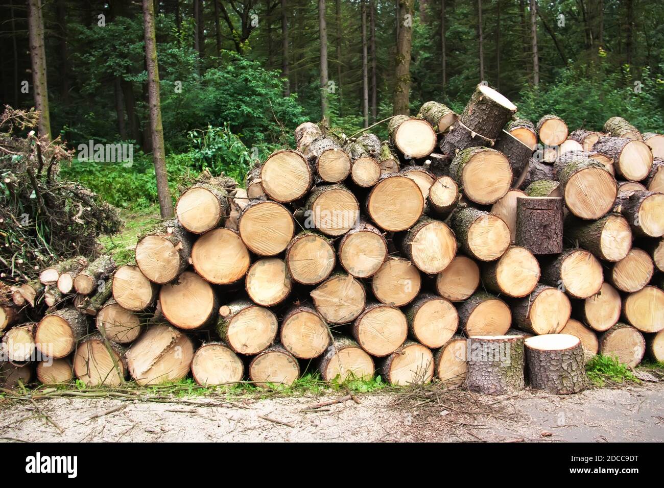 Un mucchio di legna da ardere accatastata nella foresta. Preparazione di legna da ardere per l'inverno. Foto Stock