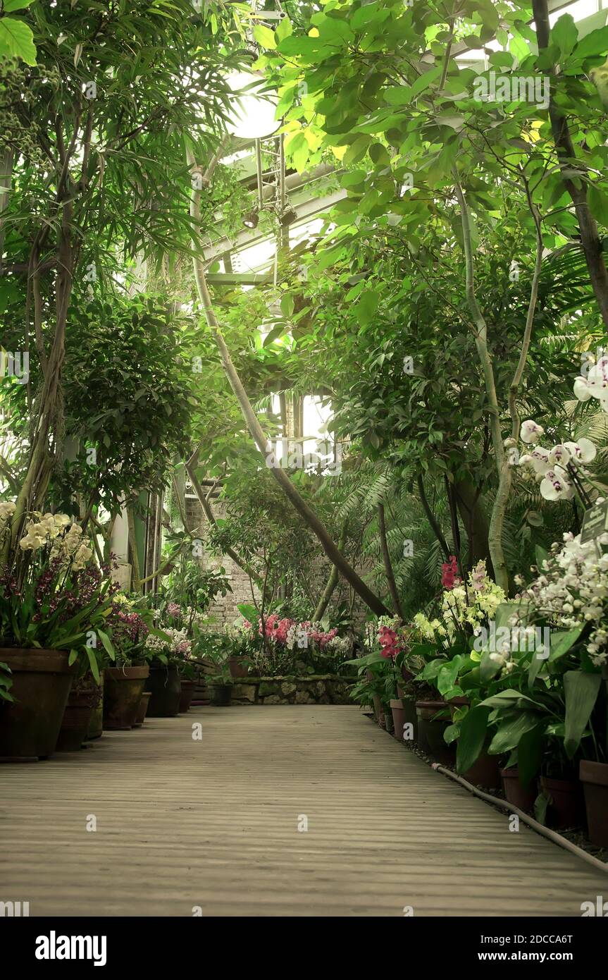 Passerella in orangeria. Collezione di piante esotiche. Giardino d'inverno. Giardino botanico dell'Università Statale di Mosca (Aptekarskiy Ogorod), Mosca, Russia Foto Stock