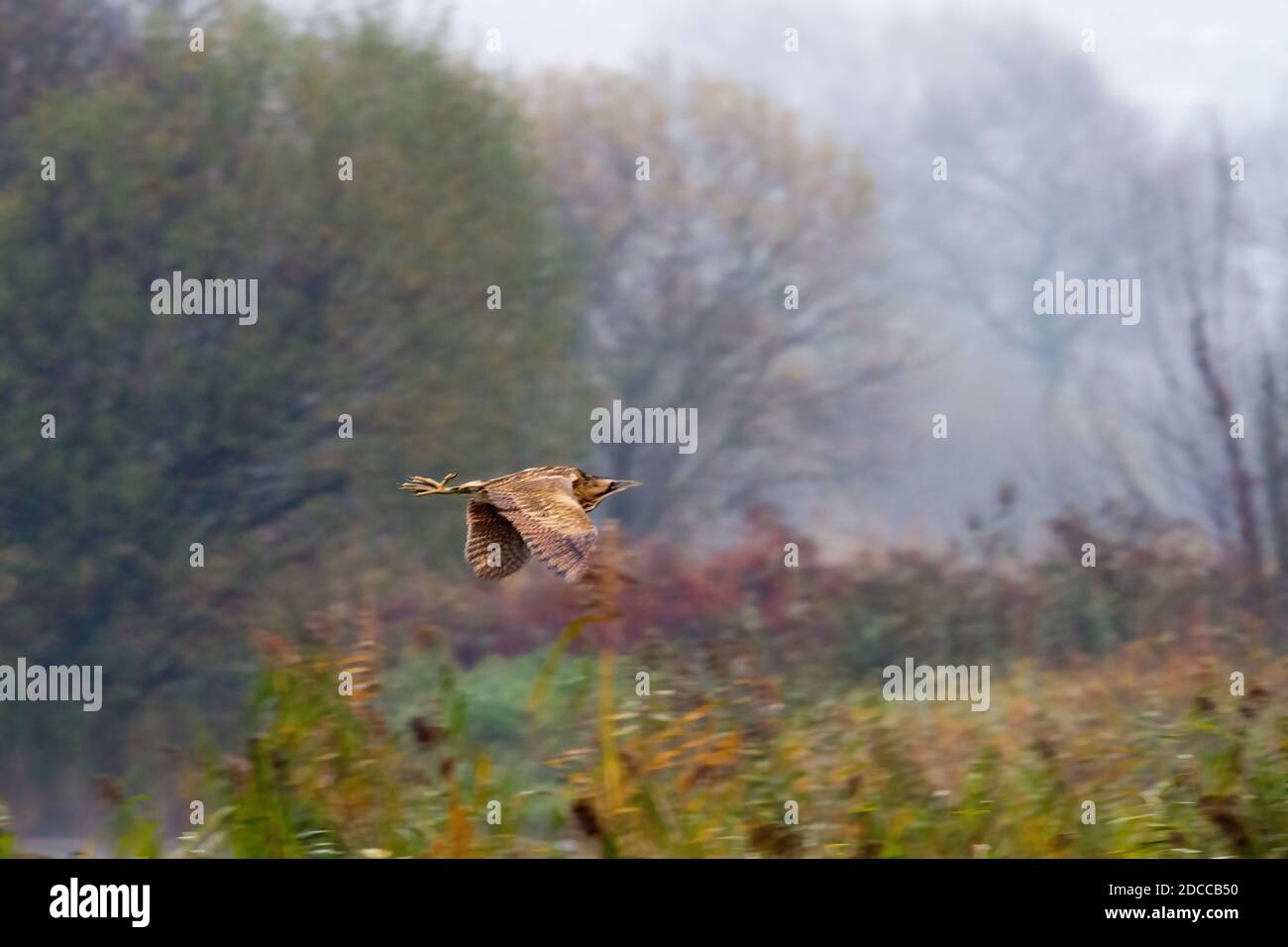 Bittern che sorvola il letto di canna. Foto Stock