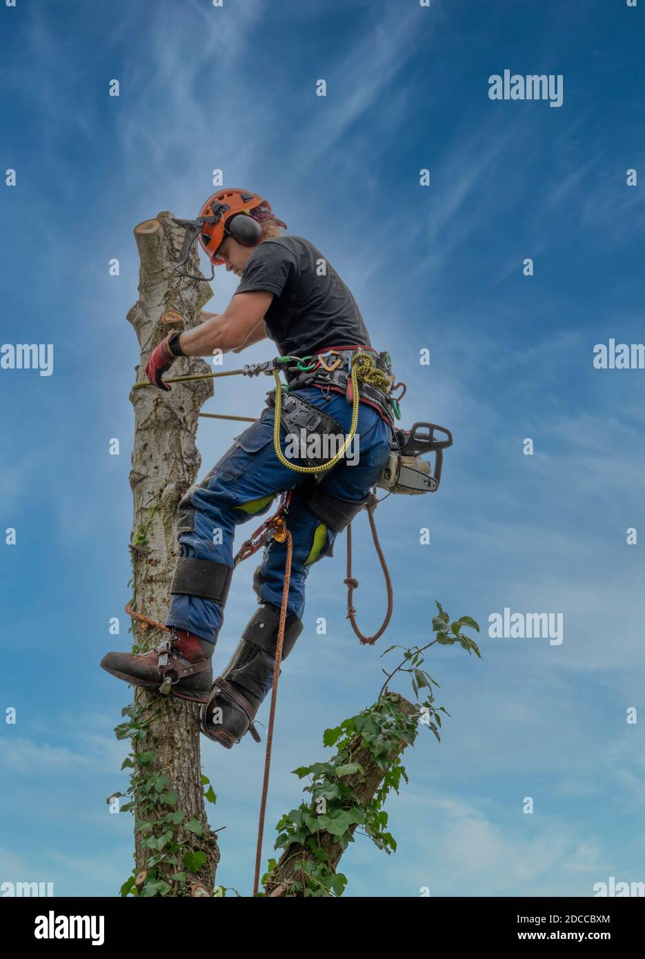 Arborista o chirurgo dell'albero usando un rop di sicurezza alla parte superiore di un albero. Foto Stock