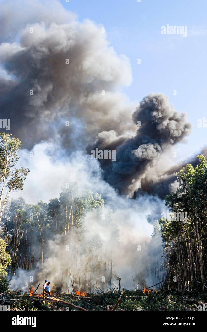Miami Florida, Pennsuco West Okeechobee Road, fuoco danneggiato alberi cenere bruciare controllato, pompieri vigili del fuoco Everglades bordo fumo, Foto Stock