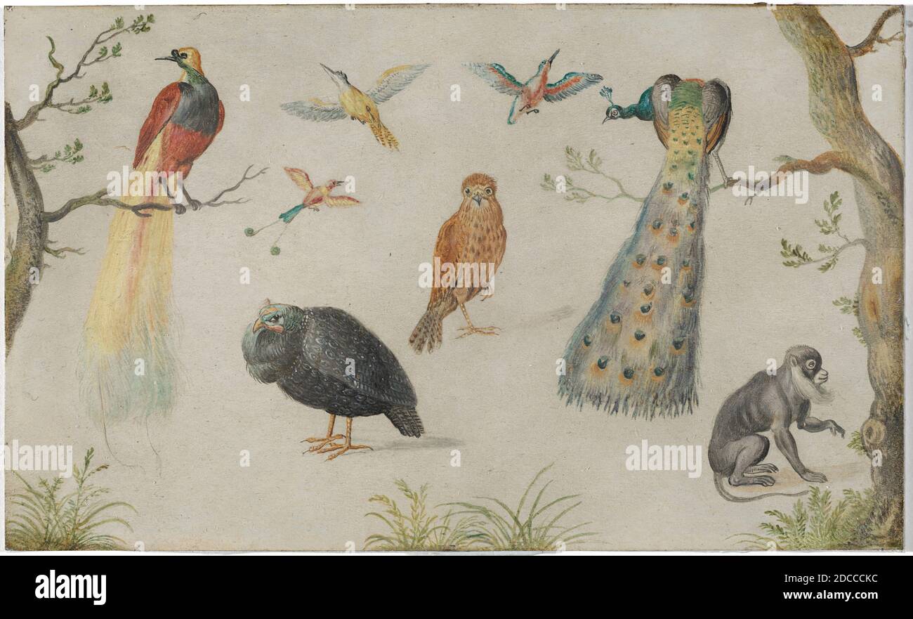 Artista anonimo, (pittore), Jan van Kessel il Vecchio, (artista correlato), Fiammingo, 1626 - 1679, Studio degli Uccelli e delle scimmie, 1660/1670, olio su rame, totale: 10.5 x 17.2 cm (4 1/8 x 6 3/4 pollici Foto Stock