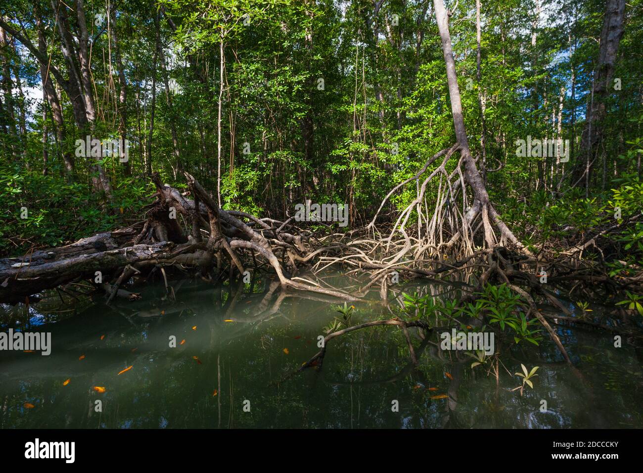 Foresta di mangrovie nel parco nazionale dell'isola di Coiba, provincia di Veraguas, Repubblica di Panama. Foto Stock