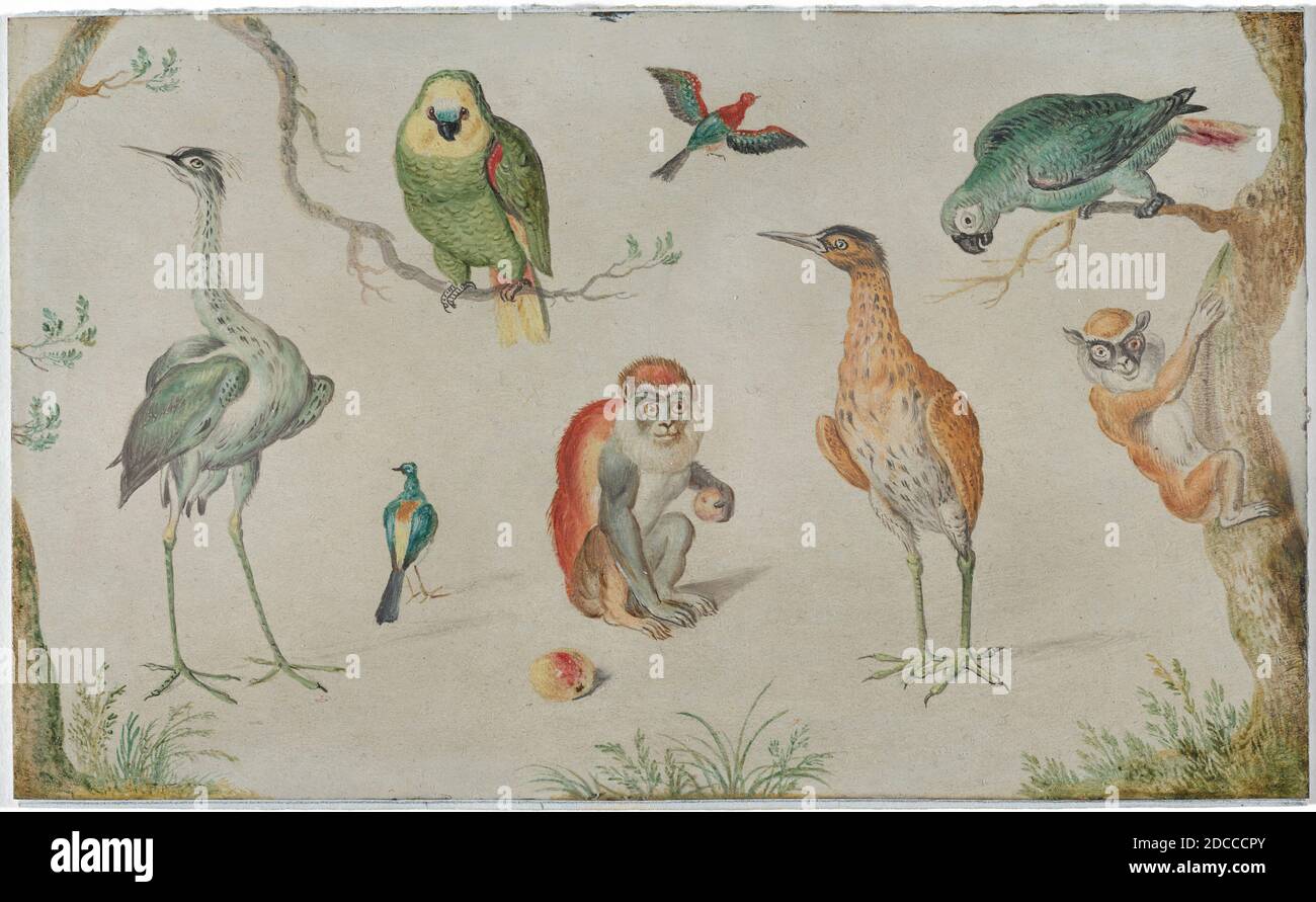 Artista anonimo, (pittore), Jan van Kessel il Vecchio, (artista correlato), Fiammingo, 1626 - 1679, Studio di Uccelli e scimmie, 1660/1670, olio su rame, totale: 10.5 x 17.2 cm (4 1/8 x 6 3/4 pollici Foto Stock