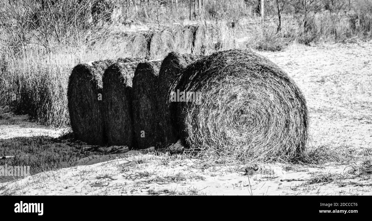 balle di fieno rotolate sul campo di fattoria al raccolto Foto Stock