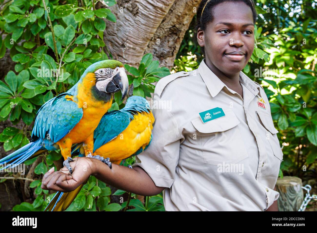 Miami Florida, Parrot Jungle Island eco-parco avventura, pappagalli blu Golden macaw donna africana nera animale gestore, Foto Stock
