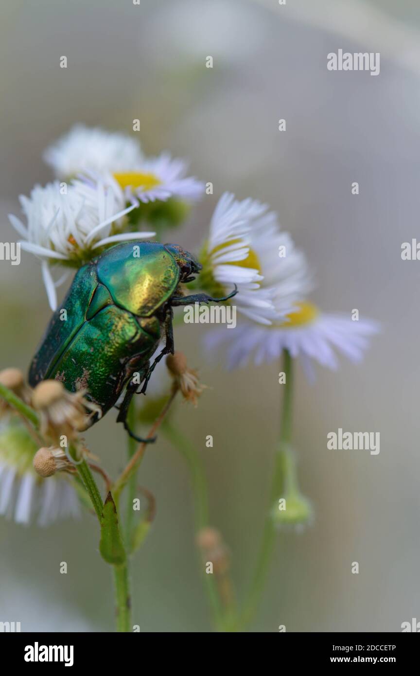 Rosa chafer bug su un bianco e giallo fiore selvatico, grande colorato metallo verde fetile all'aperto, macro. Foto Stock