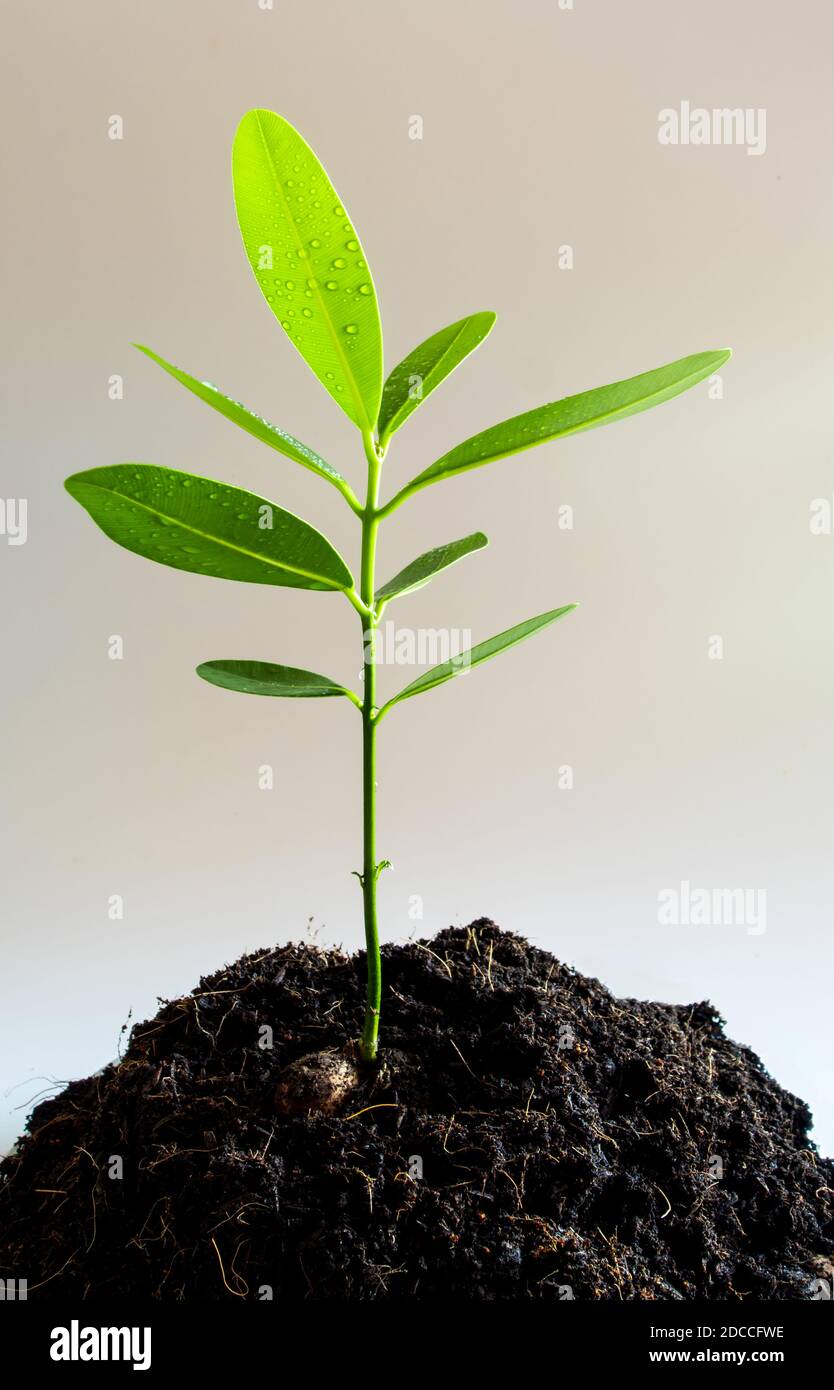 Freschezza il verde delle foglie di alloro alessandrino pianta giovane germoglio nel suolo nero Foto Stock