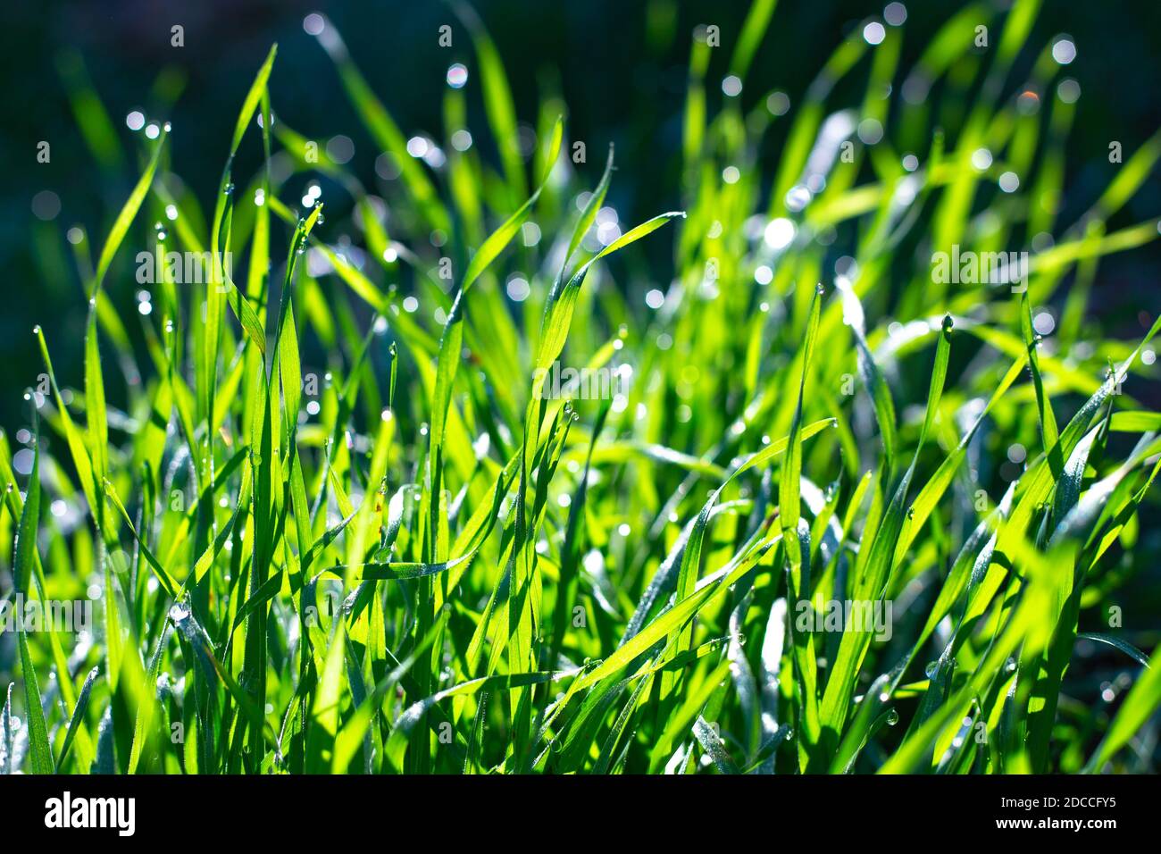 bella erba verde con gocce di rugiada, bokeh splendente sotto i raggi del sole, su uno sfondo scuro. Foto Stock