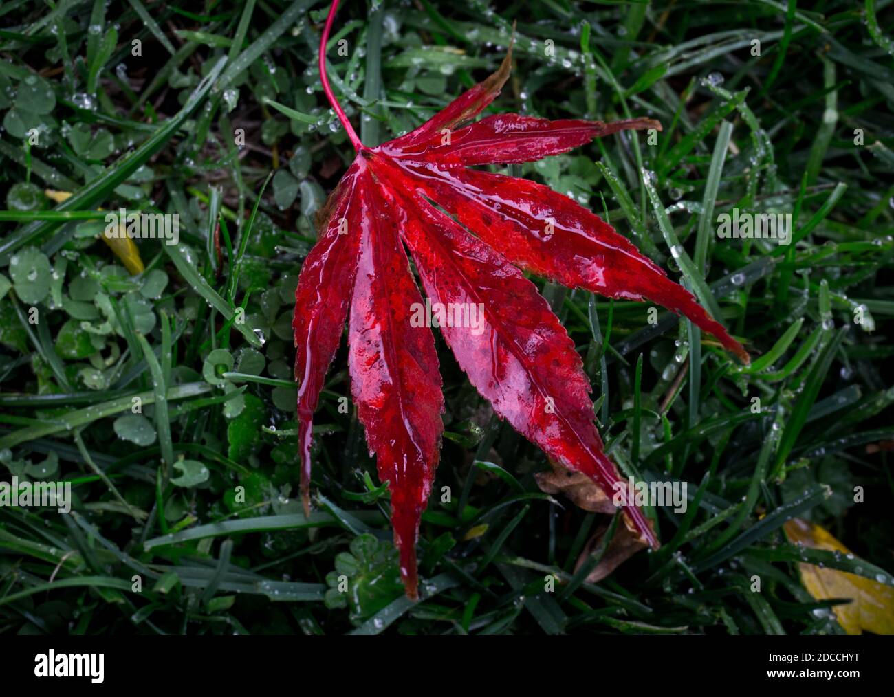 Le foglie bagnate sul terreno evocano la sensazione dell'autunno Foto Stock