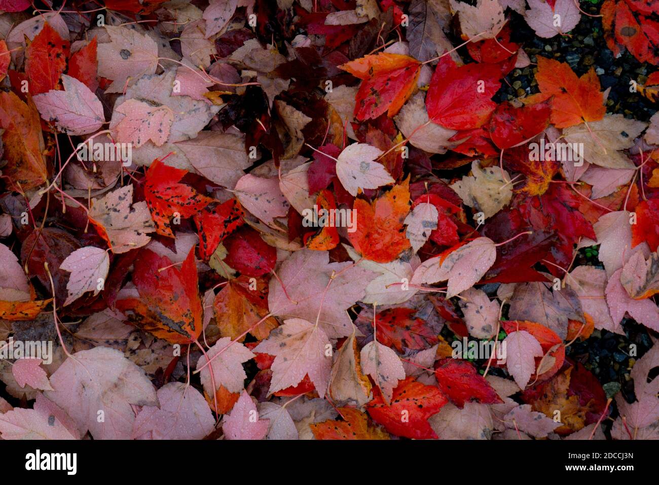 Le foglie bagnate sul terreno evocano la sensazione dell'autunno Foto Stock