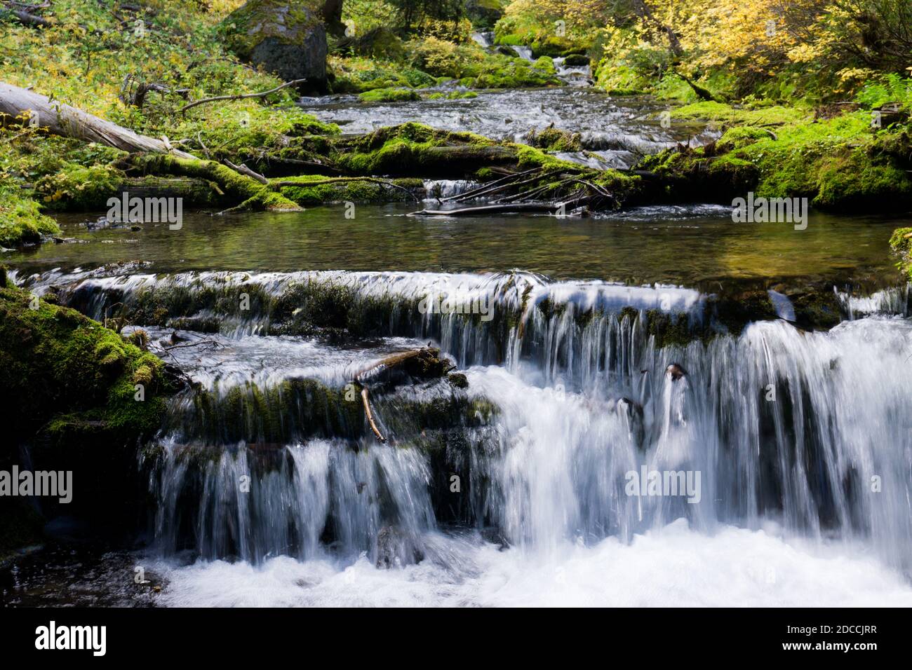 Un torrente forestale scorre su rocce e alberi caduti in una piccola radura nel Monte Parco nazionale di Rainier Foto Stock
