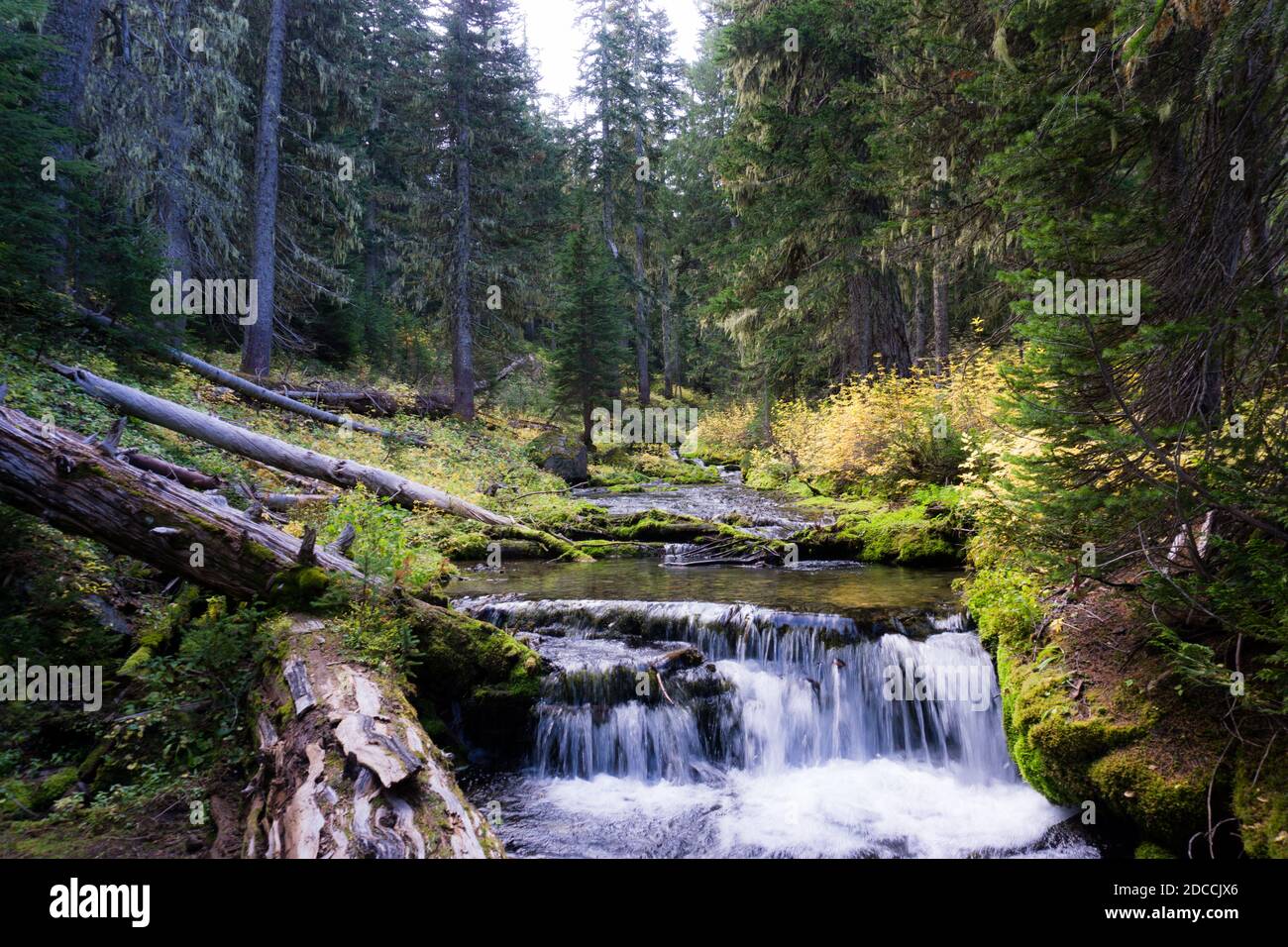 Un torrente forestale scorre su rocce e alberi caduti in una piccola radura nel Monte Parco nazionale di Rainier Foto Stock