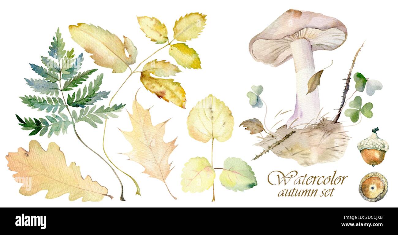 Set acquerello autunnale. Foglie ingiallite di piante forestali. Composizione forestale di funghi, Glechoma, foglia di felce, foglie di quercia e ghiande Foto Stock Set acquerello autunnale. Foglie ingiallite di piante forestali. Composizione forestale di funghi, Glechoma, foglia di felce, foglie di quercia e ghiande Foto Stock
