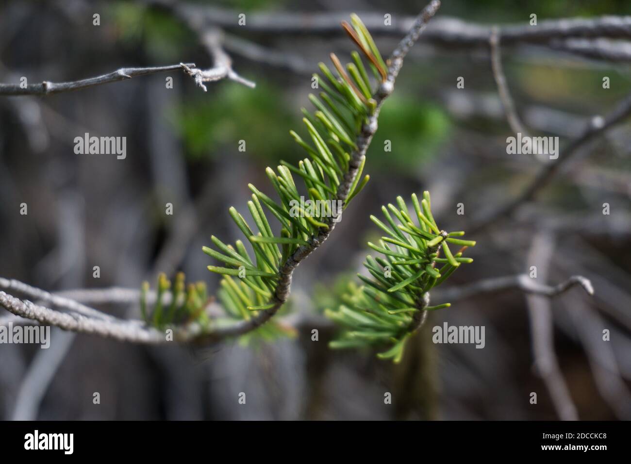 Primo piano di aghi di pino sempreverde, profondità di campo poco profonda, Mt. Parco nazionale di Rainier Foto Stock